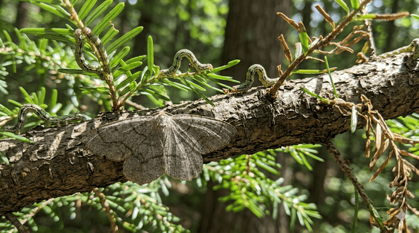 Hemlock Looper